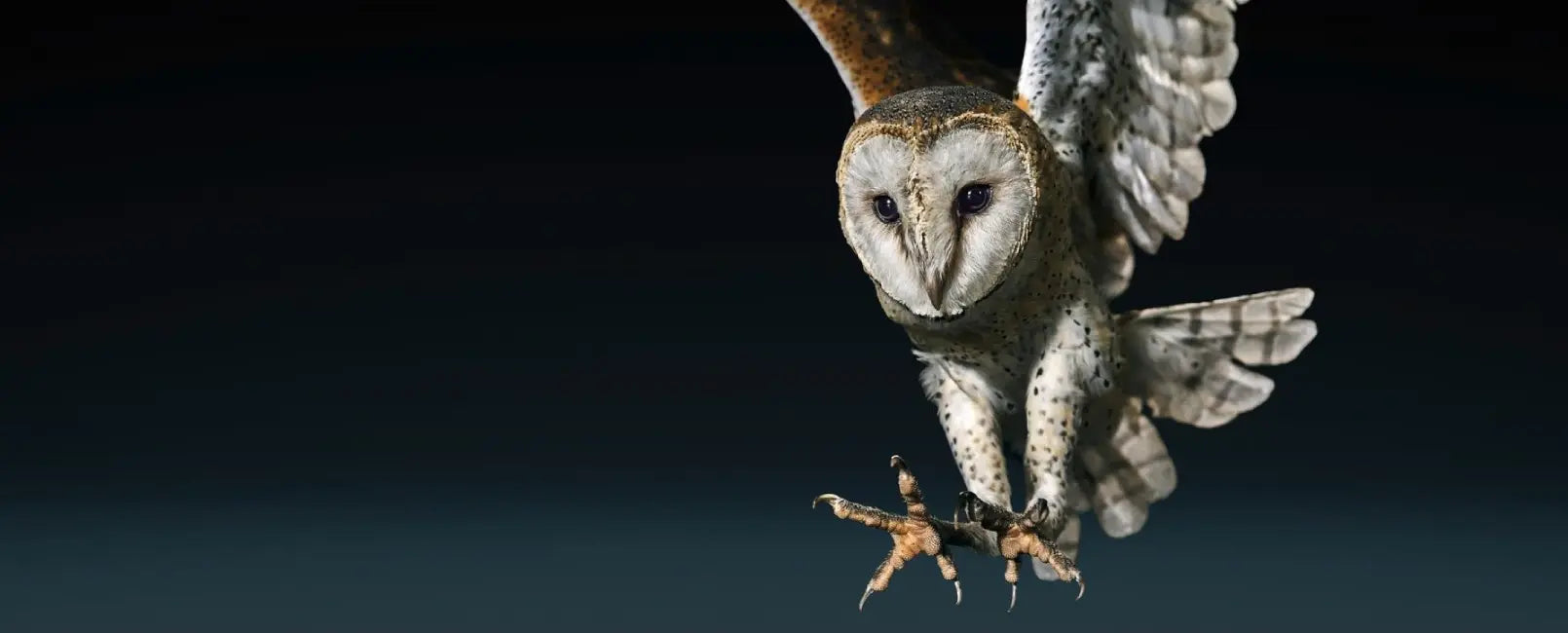 مومنتوم سبورتس