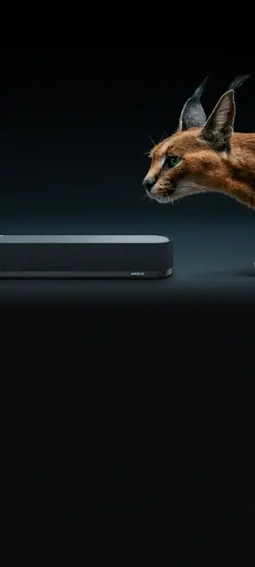 مومنتوم سبورتس