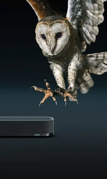 مومنتوم سبورتس